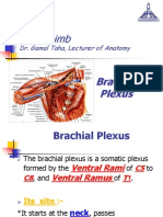 Upper Limb, Brachial Plexus