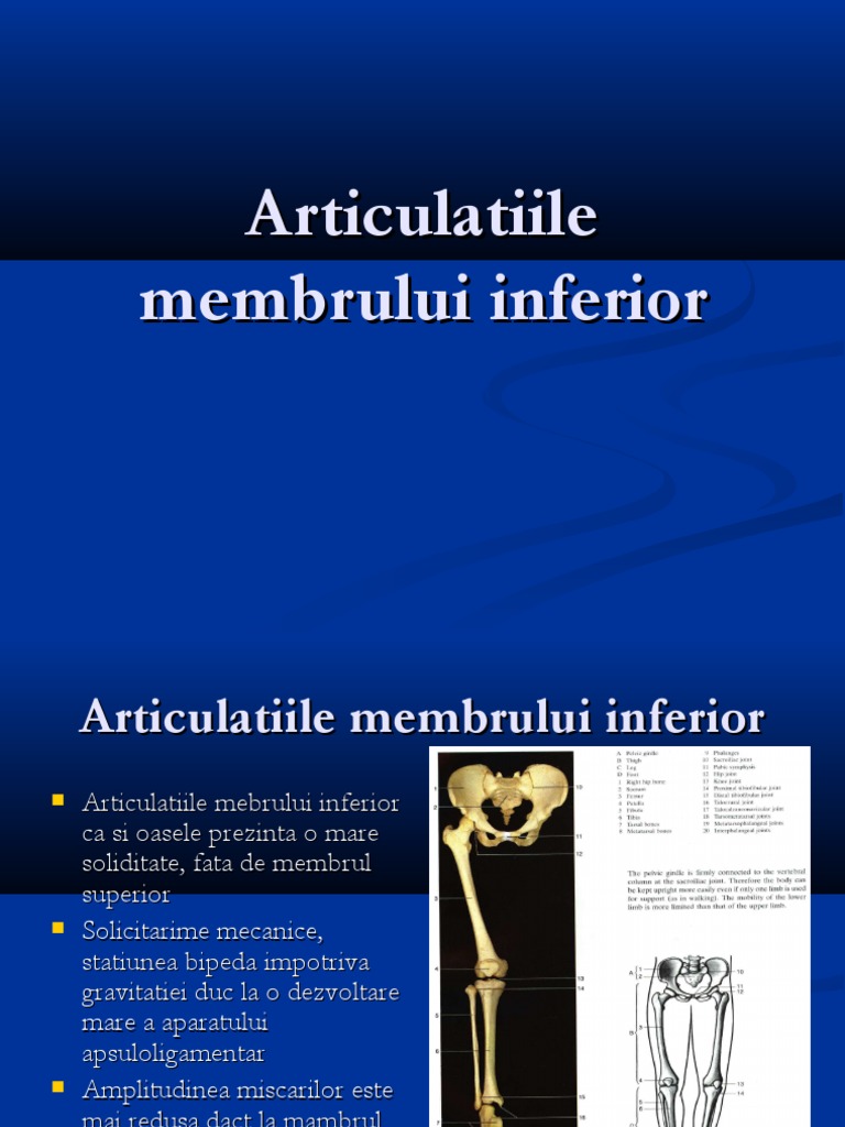 articulatiile membrului inferior băi de conifere pentru dureri articulare