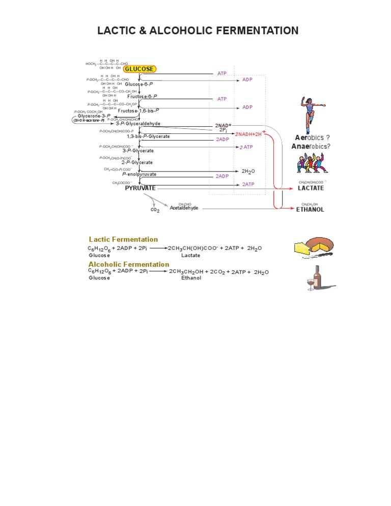 Lactic vs Alcoholic Fermentation | PDF | Lactic Acid | Fermentation