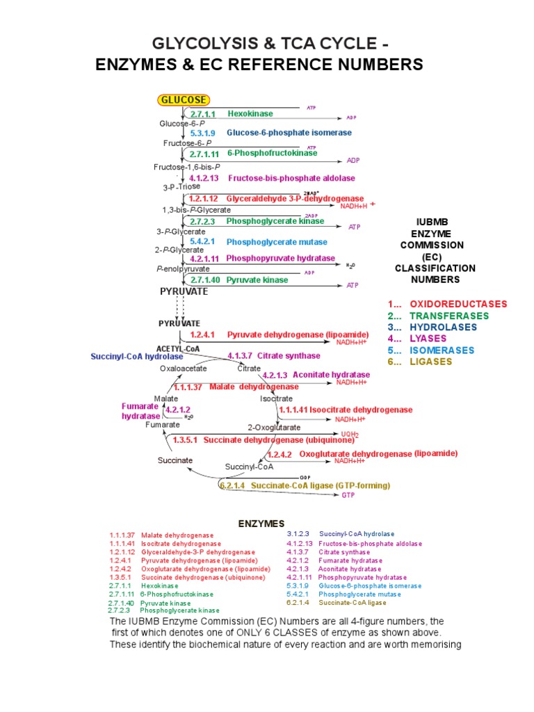 Glycolysis and TCA Cycle Enzymes and EC Reference Numbers | PDF ...