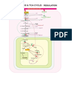 10. Glycolysis and TCA Cycle - Regulation