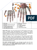 anatomia irrigação da mão leolina e maklene