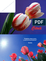 Tulipani I Citati