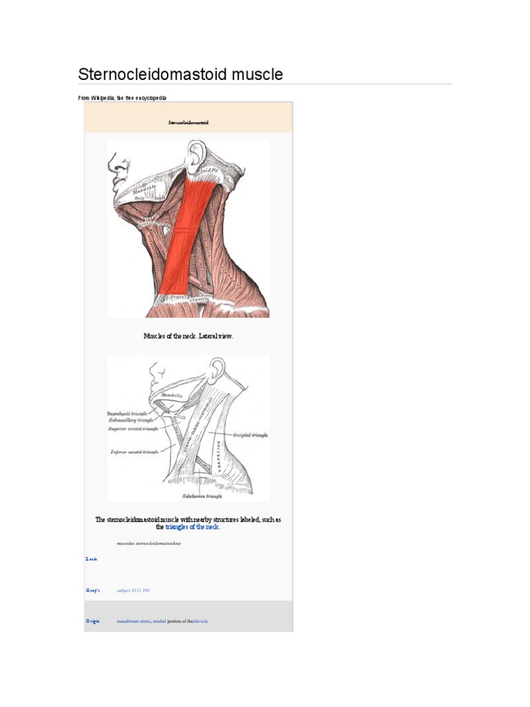 Muschi | PDF | Human Anatomy | Primate Anatomy