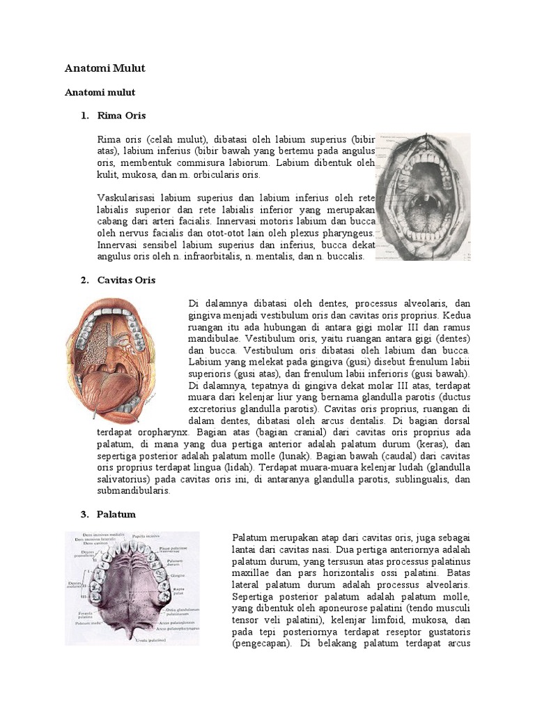 Anatomi Rima Oris dan Struktur Mulut | PDF