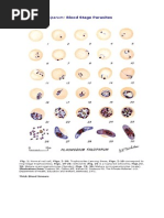 Download Gambar Malaria Pfalciparum by Ronalda Budyantara SN186724320 doc pdf