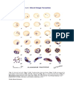 Gambar Malaria P.falciparum