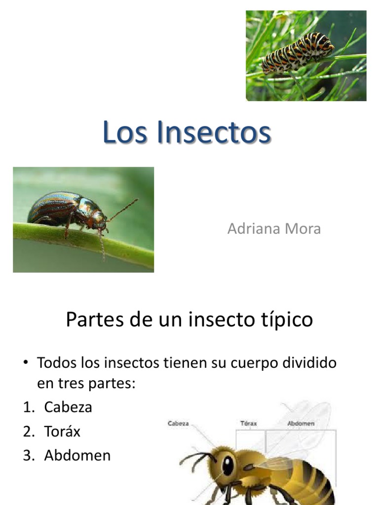 Los Insectos | PDF