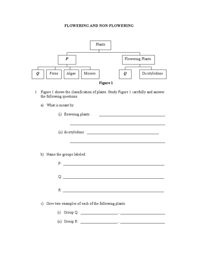 Monocotyledon & Dicotyledon Worksheet