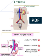 מערכת השתן 