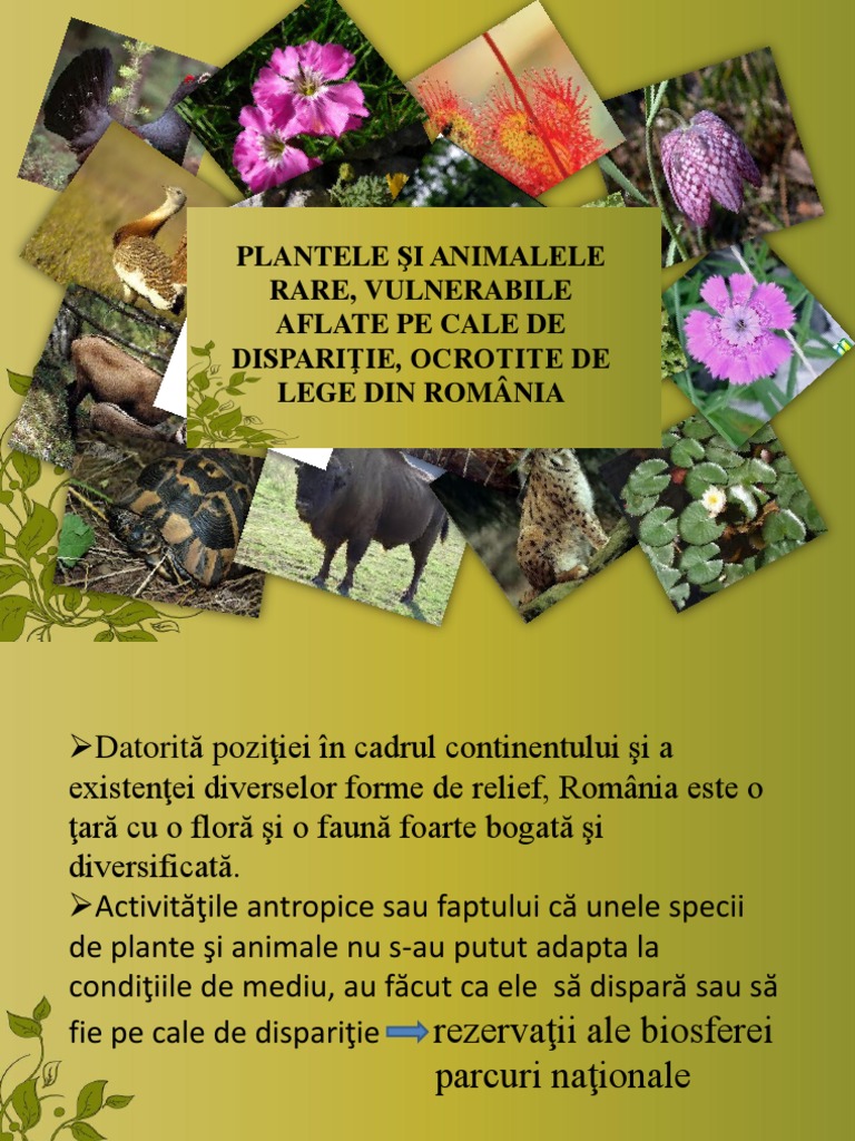 Plante Si Animale Rare Din Romania