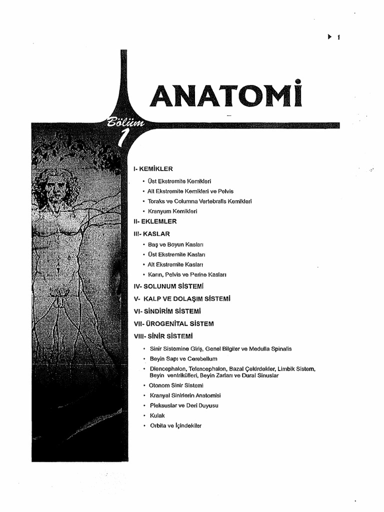 Anatomi 20 | PDF