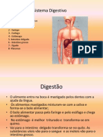 Sistema Digestivo