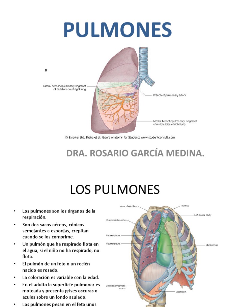 (22) Pulmones