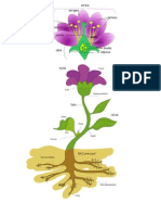 Partes de Una Planta y Flor