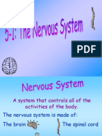 The Nervous System