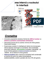 Curs 3 - Nucleul Partea 2