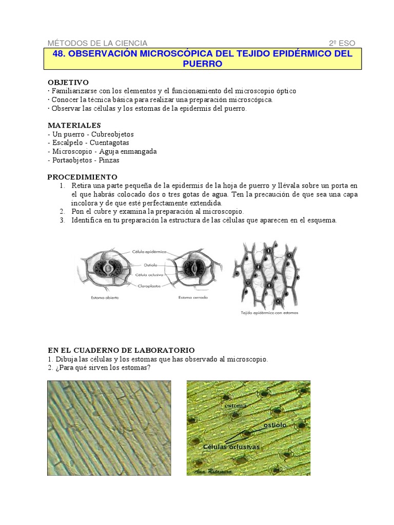 Observación de Estomas en Puerro | PDF