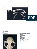 60294281 Cat Skeletal System