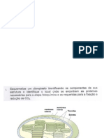 Pigmentos fotossintéticos e processos relacionados