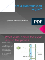 how does a plant transport sugars