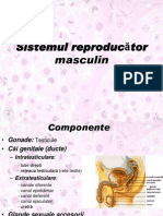 LP 10 Genital Masculin