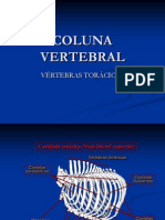 Coluna Vertebral Vertebras Toracicas Ate Caudais