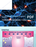 Terminales Axónicas y Sinapsis