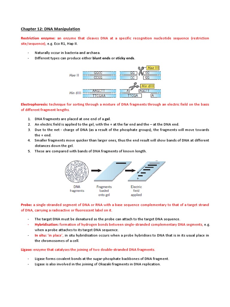 Gene manipulation essay image