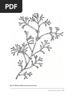 plantas-medicinales-saharauis-1