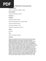 Pau-ferro - Myrrhinium atropurpureum - Ervas e Frutas Comestíveis do Bioma Mata Atlântica – Ficha Completa Ilustrada