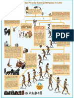 Primates Pictorial