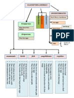 Animals Classifying