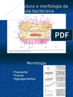 Ultraestrutura e Morfologia Bacteriana 4