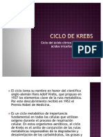 Ciclo de Krebs