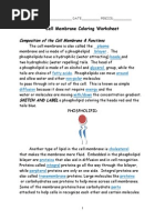 Cell Membrane Coloring Worksheet - KEY