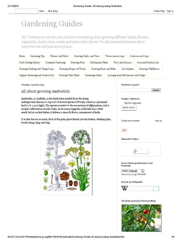 Gardening Guides All About Growing Asafoetida PDF Plants Botany