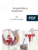 Organa Genitalia Feminina Terjemhan