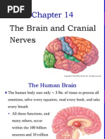 The Brain and Cranial Nerves