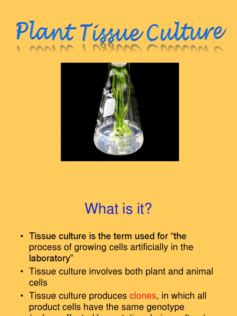 Plant Tissue Culture and Applications | PDF | Auxin | Plant Hormone