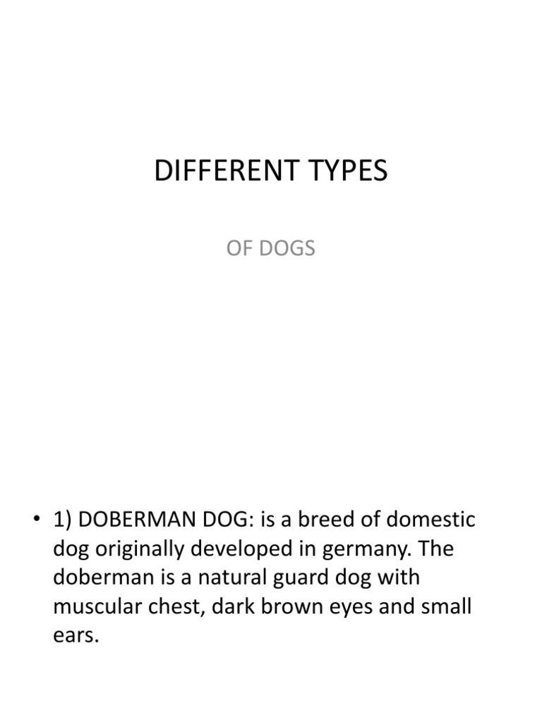 Types of Dogs: Doberman Breed Overview | PDF