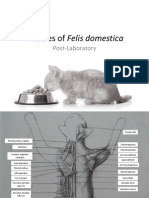 Muscles of Felis Domestica-1