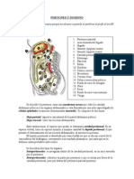 2 Peritoneo y Duodeno