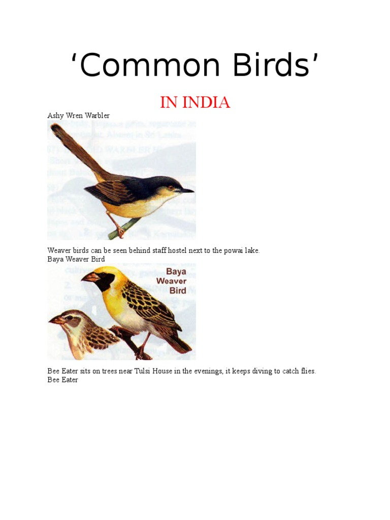 Common Birds': in India | PDF | Birds | Paravians