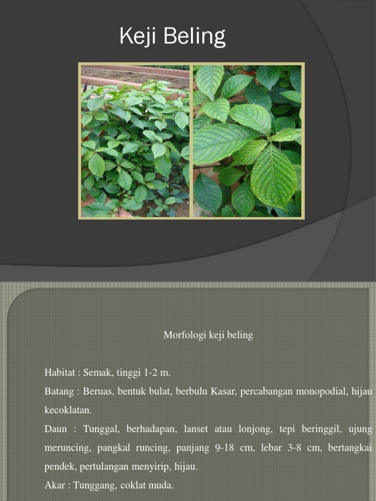 Manfaat dan Ciri Tanaman Keji Beling | PDF
