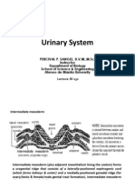 16 Urinary System