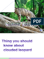 Clouded Leopard 