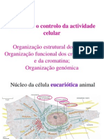 2012-2013 Turma 3 Nucle Controlo Nuclear Organizacao Genoma