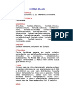 Hortelã-Branca - Mentha Rotundifolia L. Ou Mentha Suaveolens. - Ervas Medicinais - Ficha Completa Ilustrada