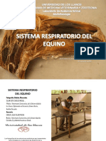 DISECCION ANATOMICA DE LAS VIAS RESPIRATORIAS ALTAS DEL EQUINO CMSEJINS MVZ Esp (C) Y CJSEJINP MVZ Esp